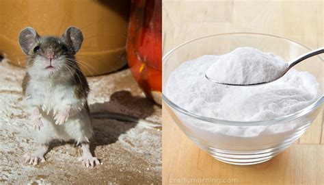 Does baking soda attract rats?