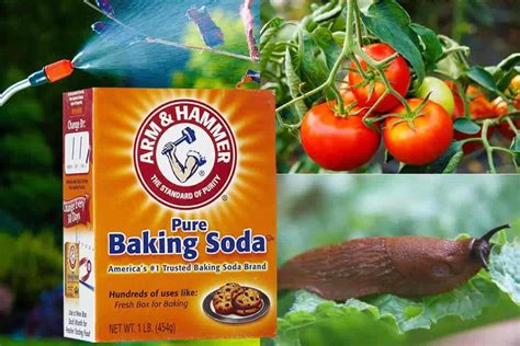 Does baking soda deter slugs?