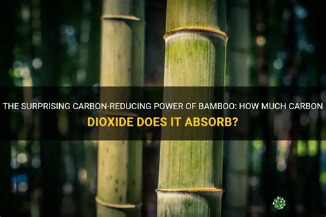 Does bamboo absorb CO2?
