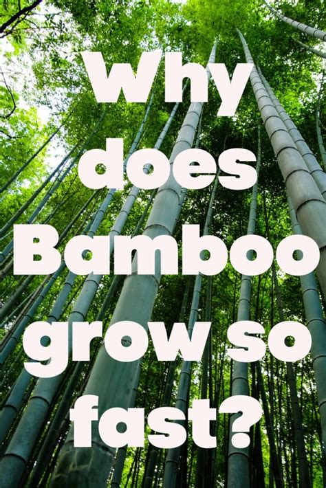 Does bamboo decompose faster than wood?