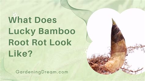 Does bamboo furniture rot when wet?