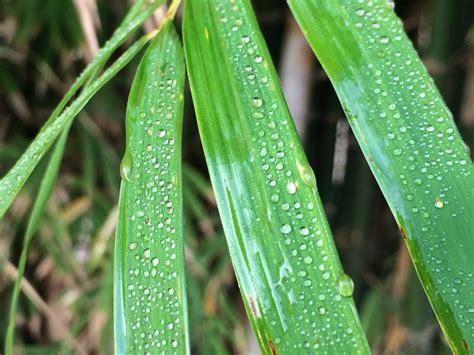 Does bamboo get ruined in water?