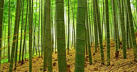 Does bamboo grow infinitely?