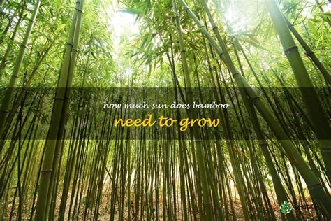 Does bamboo need light to grow?