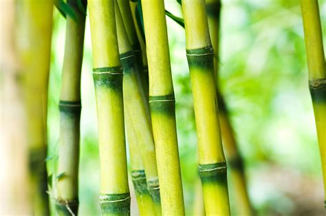 Does bamboo pollute?