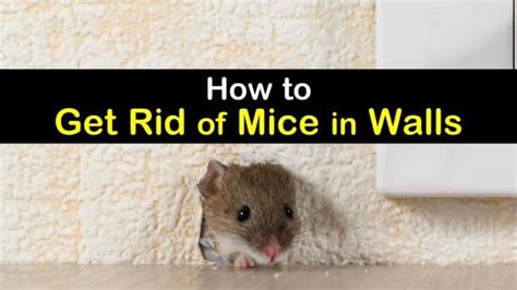 Does banging on the wall scare mice?