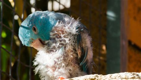 Does bathing help a molting bird?