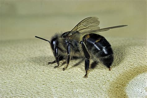 Does being stung by a bee attract more bees?