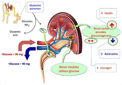 Does beta-alanine affect kidneys?