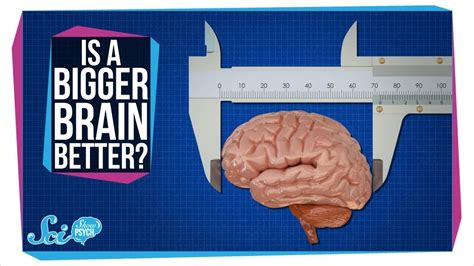 Does big brain mean smart?