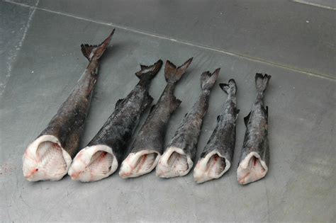 Does black cod have a lot of bones?