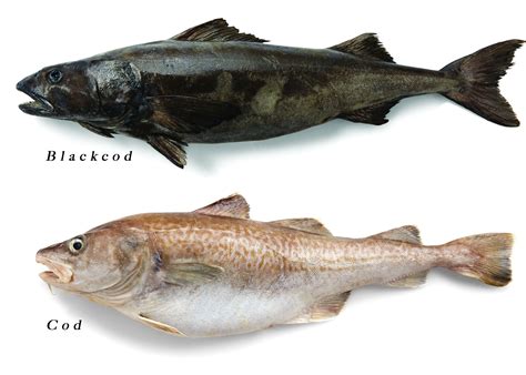 Does black cod taste like cod?