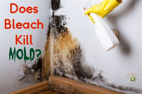 Does bleach kill mold on concrete?