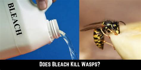 Does bleach kill wasps?