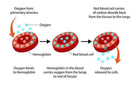 Does blood flow affect oxygen levels?