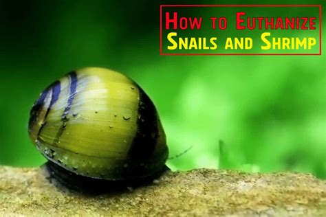 Does boiling snails hurt them?