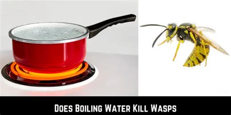 Does boiling soapy water kill wasps?