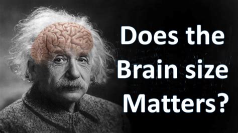 Does brain size actually matter?