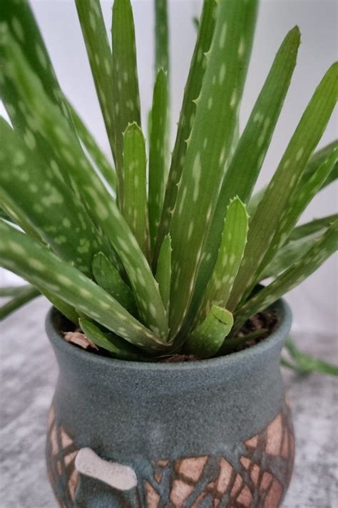 Does broken aloe grow back?