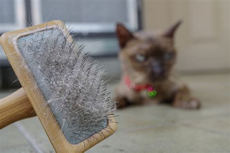 Does brushing help cat dandruff?
