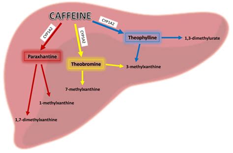 Does caffeine affect metabolism?