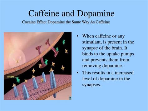 Does caffeine desensitize dopamine?
