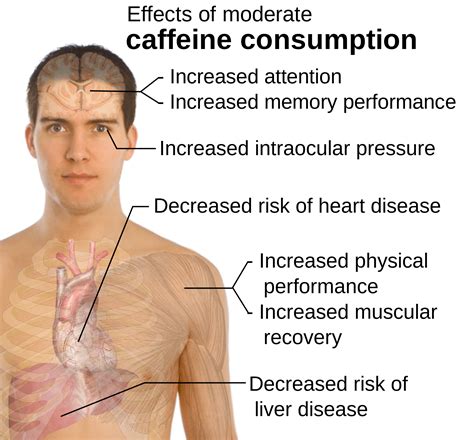 Does caffeine increase aging?