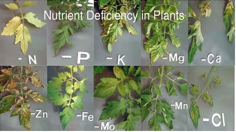 Does calcium deficiency stunt growth?
