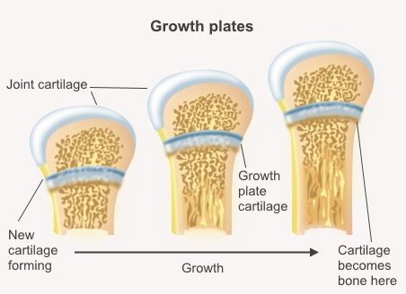 Does cartilage keep growing?