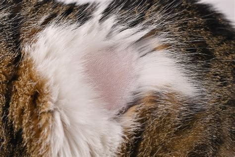 Does cat skin grow back?