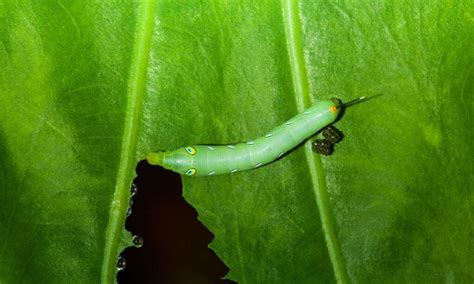 Does caterpillar poop stink?