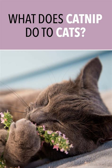 Does catnip calm cats?