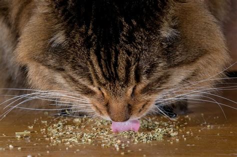 Does catnip help when introducing cats?