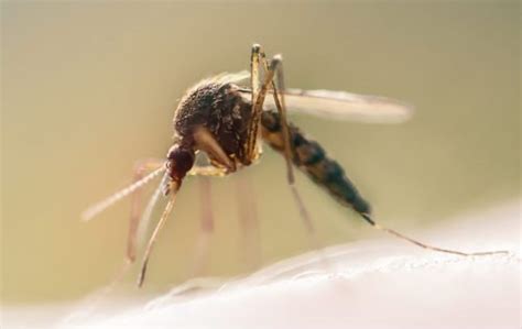 Does cigarette smoke attract mosquitoes?