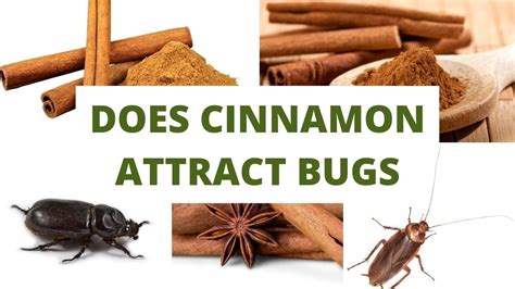 Does cinnamon attract bugs?