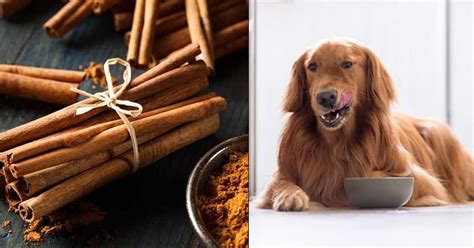 Does cinnamon bother cats and dogs?