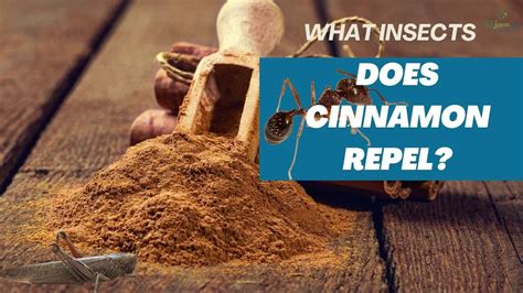 Does cinnamon repel snails?