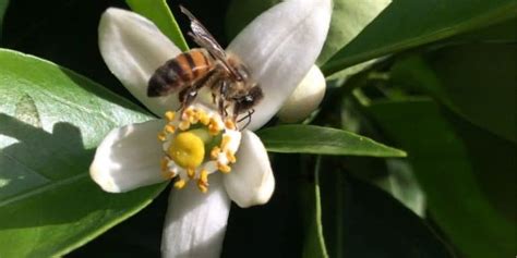 Does citrus attract bees?