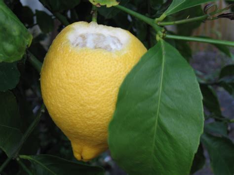 Does citrus attract bugs?