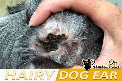 Does clipping a dog's ears hurt them?