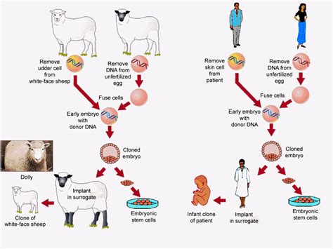 Does cloning reduce life expectancy?