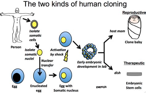 Does cloning require sperm?