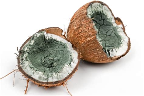 Does coconut get fungus?