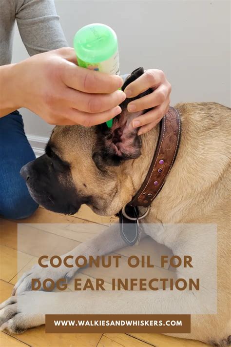 Does coconut oil help with ear mites?