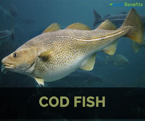 Does cod have family sharing?