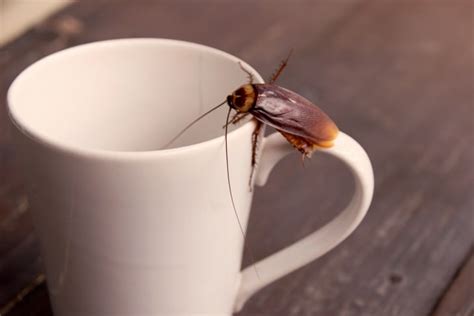 Does coffee attract cockroaches?