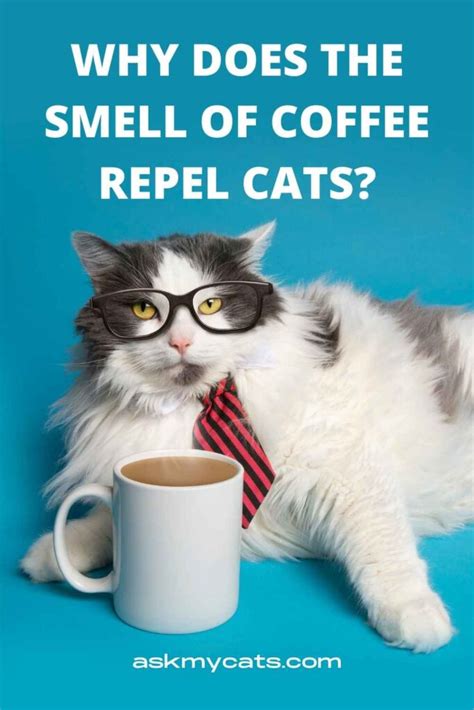 Does coffee deter cats?