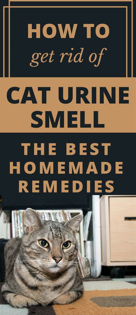 Does coffee get rid of cat urine smell?