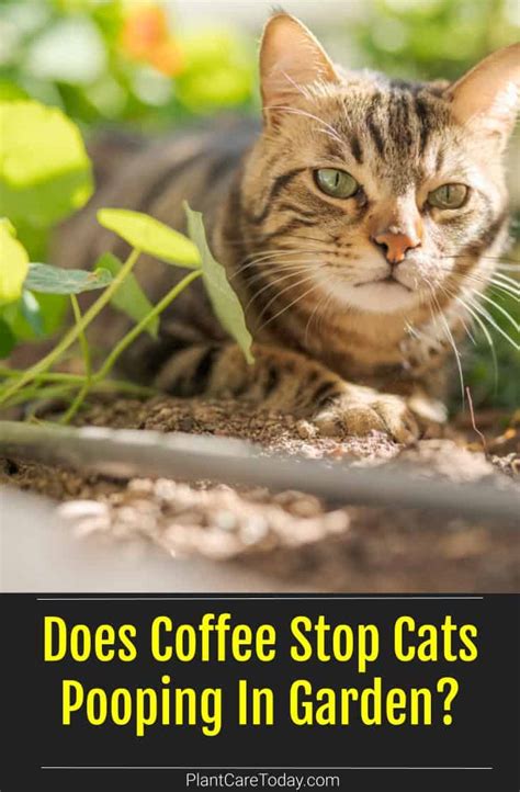 Does coffee stop cats pooping in my garden?