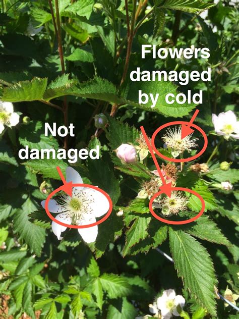 Does cold damage flowers?